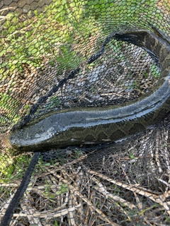 ライギョの釣果
