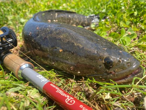 ライギョの釣果