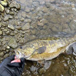 スモールマウスバス