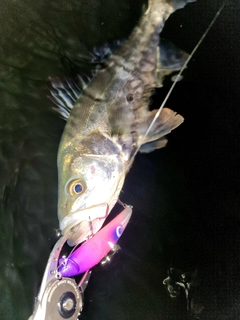 セイゴ（マルスズキ）の釣果