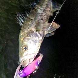 セイゴ（マルスズキ）