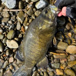 スモールマウスバス