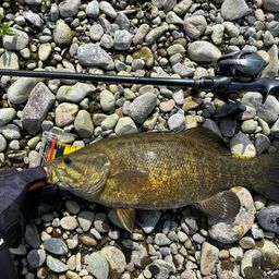 スモールマウスバス