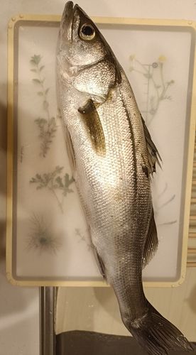 セイゴ（マルスズキ）の釣果