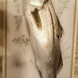 セイゴ（マルスズキ）