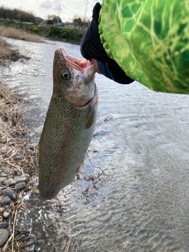 ニジマスの釣果