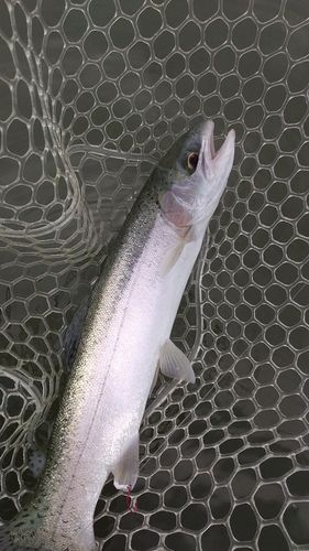 レインボートラウトの釣果