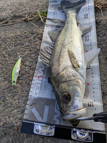 フッコ（マルスズキ）の釣果