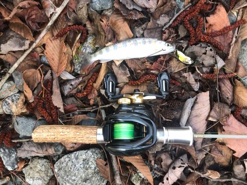 アマゴの釣果