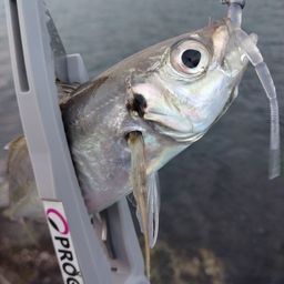 アジ