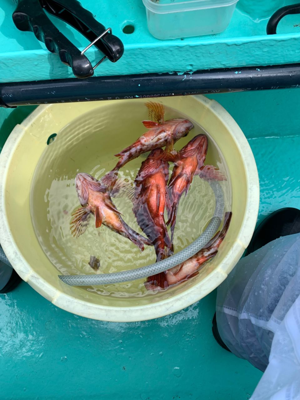 カワハギ133さんの釣果 2枚目の画像