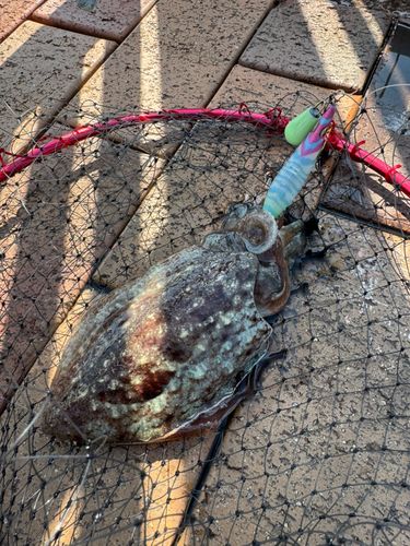 マツバイカの釣果