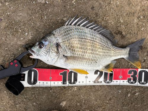 キビレの釣果