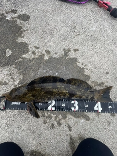 アイナメの釣果