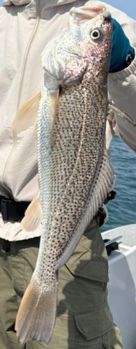 ニベの釣果