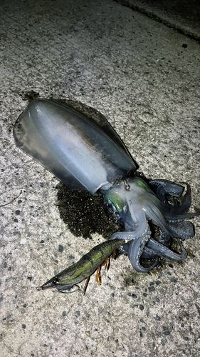 アオリイカの釣果