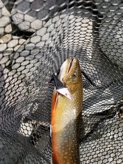 ブルックトラウトの釣果