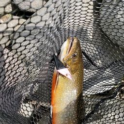 ブルックトラウト