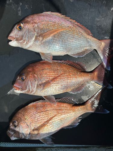 タイの釣果