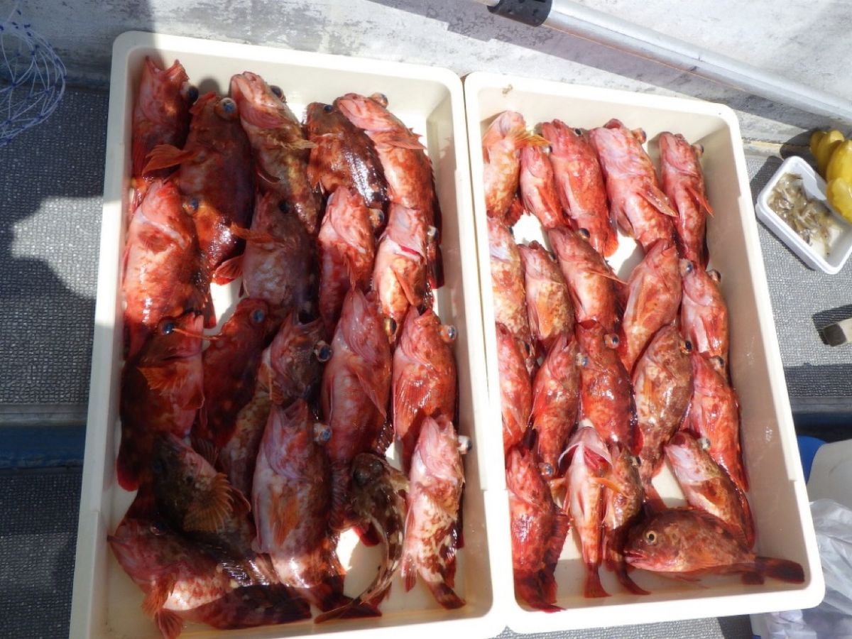 石川釣船@船長さんの釣果 2枚目の画像