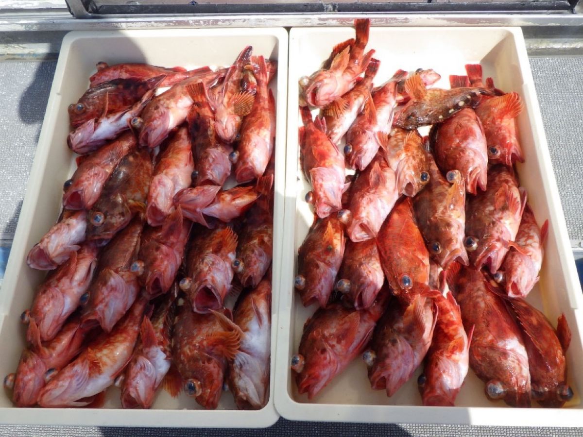 石川釣船@船長さんの釣果 3枚目の画像