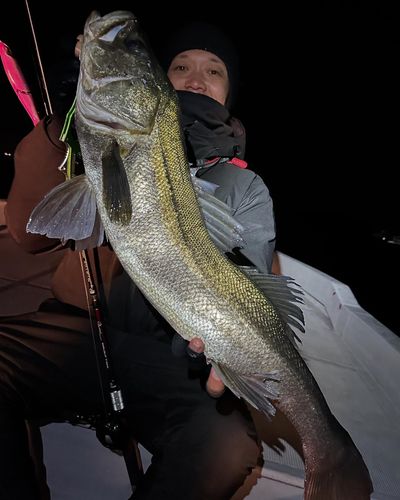シーバスの釣果