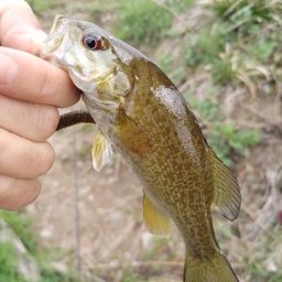 スモールマウスバス