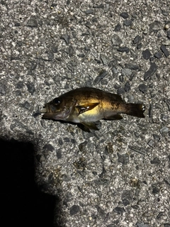 クロメバルの釣果