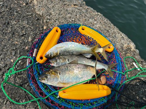 コノシロの釣果