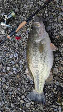 ラージマウスバスの釣果