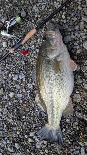 ラージマウスバスの釣果