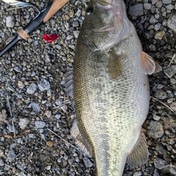 ラージマウスバス