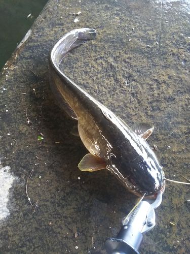 マナマズの釣果