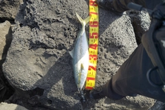 ヒラマサの釣果