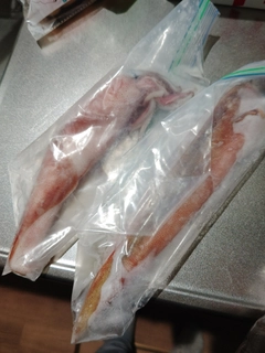 ヤリイカの釣果