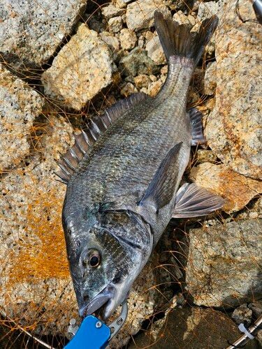 チヌの釣果