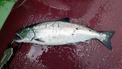 サクラマスの釣果