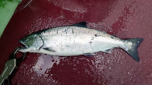 サクラマスの釣果