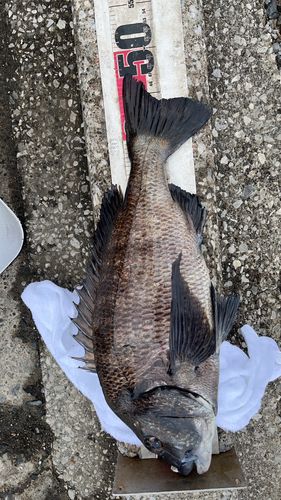 チヌの釣果