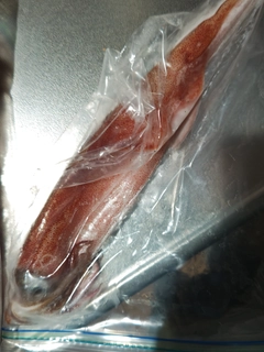 ヤリイカの釣果