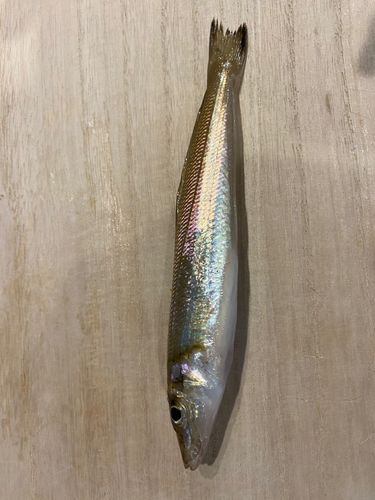 キスの釣果