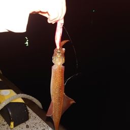 ササイカ