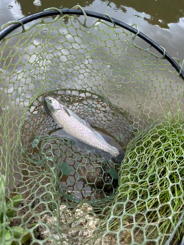 ニジマスの釣果