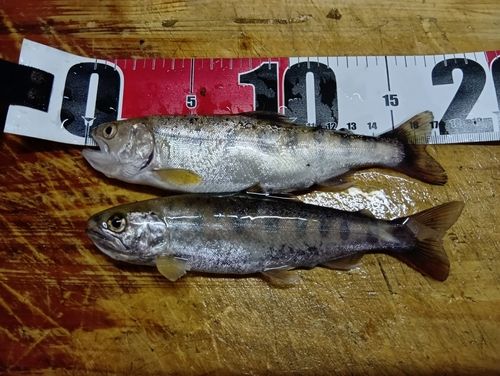 ヤマメの釣果