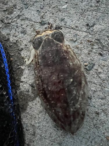 モンゴウイカの釣果