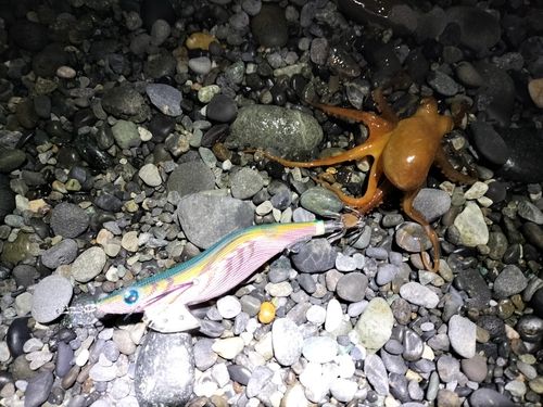タコの釣果