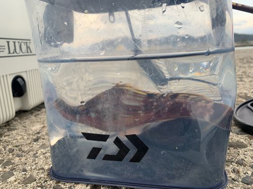 アカササノハベラの釣果