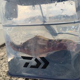 アカササノハベラ