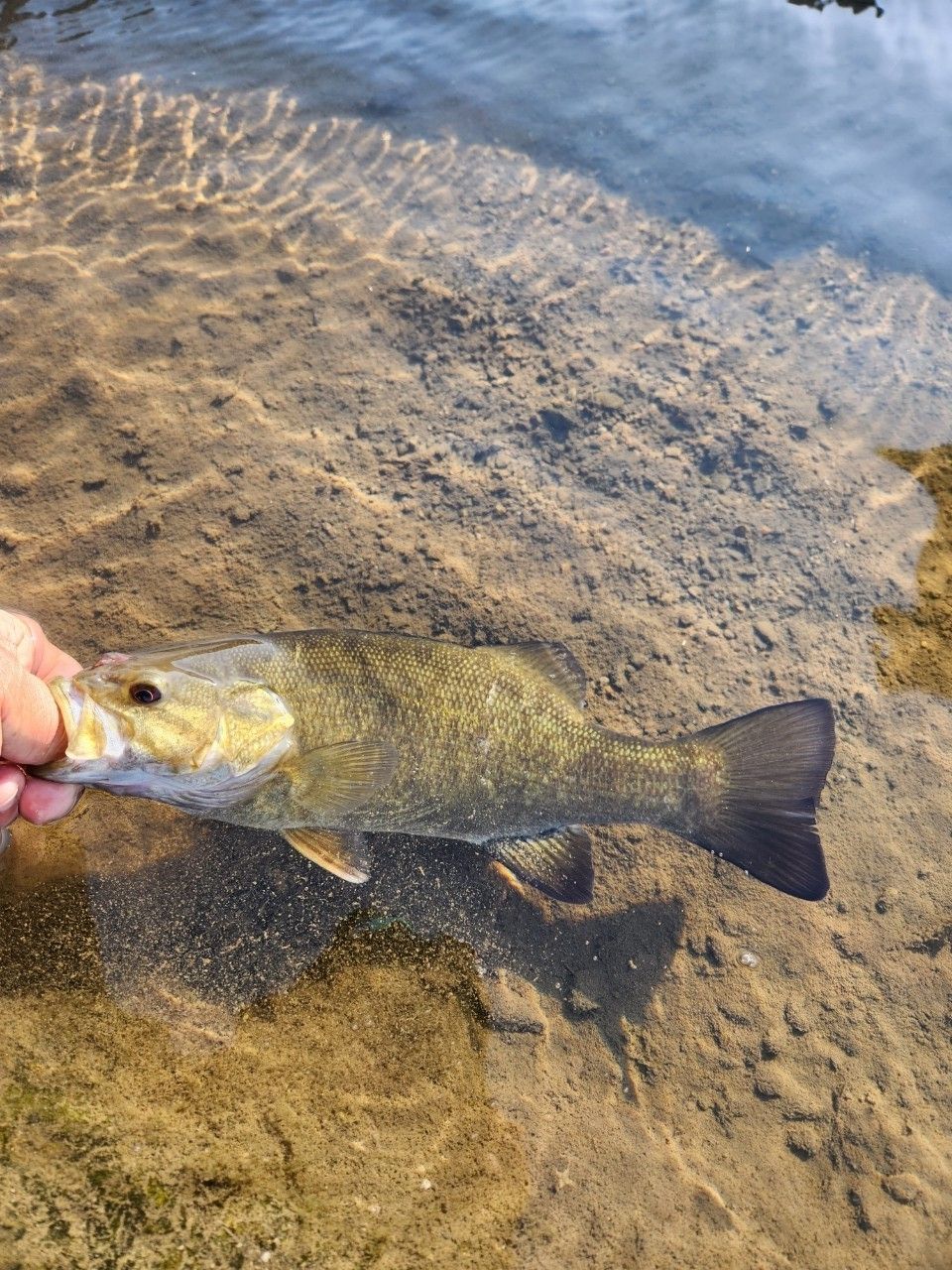 スモールマウスバス
