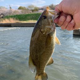 スモールマウスバス